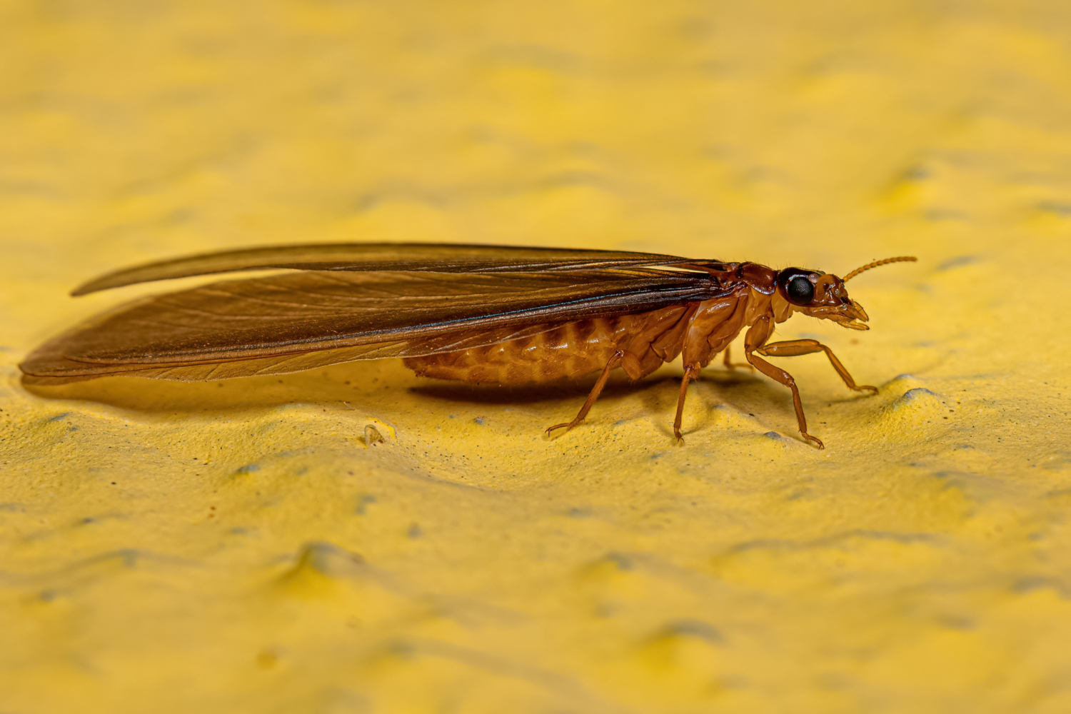 Termite Pretty Those Nasty Little Pests! – Clear Path Property Inspections