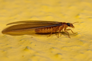 adult termite