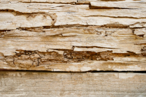 termite wood damage